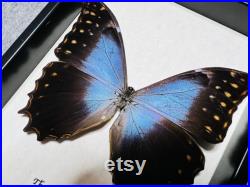 Le papillon Thésée Morpho, Morpho theseus schweizeri, monté et encadré dans une boîte d ombre noire