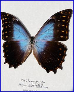 Le papillon Thésée Morpho, Morpho theseus schweizeri, monté et encadré dans une boîte d ombre noire