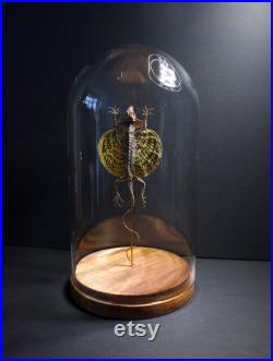 Lézard Volant Draco Haematopogon sous cloche en verre et socle en bois-Cabinet Curiosite- Flying Lizard Entomologie- Papillon