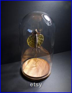Lézard Volant Draco Haematopogon sous cloche en verre et socle en bois-Cabinet Curiosite- Flying Lizard Entomologie- Papillon