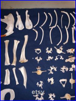 Lot de 100 os, crâne, mâchoire, vertèbres, côte et autre de véritable castor.