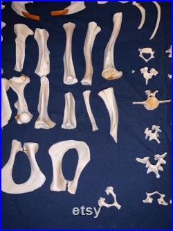 Lot de 100 os, crâne, mâchoire, vertèbres, côte et autre de véritable castor.