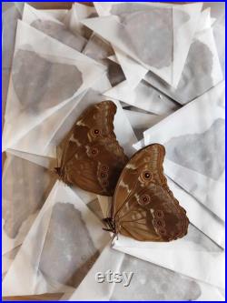 Lot de 10 véritables morphos Didius du Perou, Qualité A1, non montés