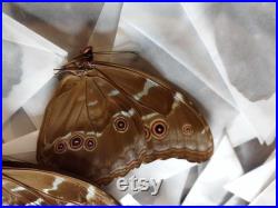 Lot de 10 véritables morphos Didius du Perou, Qualité A1, non montés