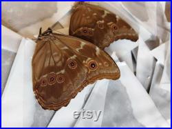 Lot de 10 véritables morphos Didius du Perou, Qualité A1, non montés