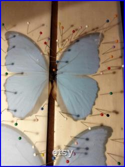 Lot de 10 véritables morphos Didius du Perou, Qualité A1, non montés