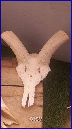 Lot de 2 crânes ( Eland du Cap grand Kudu )