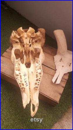 Lot de 2 crânes ( Eland du Cap grand Kudu )