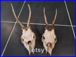 Lot de 2 crânes de chevreuil Européen
