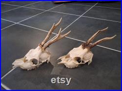 Lot de 2 crânes de chevreuil Européen