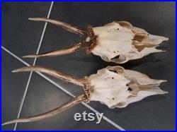 Lot de 2 crânes de chevreuil Européen