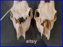 Lot de 2 crânes de chevreuil Européen