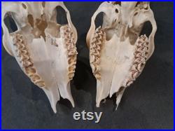 Lot de 2 crânes de chevreuil Européen