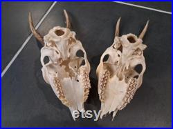 Lot de 2 crânes de chevreuil Européen