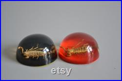 Lot de 2 véritables scorpions en résine, collection décor cabinet de curiosité, taxidermie Lot de 2 véritables scorpions en résine, collection décor cabinet de curiosité, taxidermie
