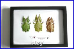Lot de 3 insectes à feuilles encadrées Pulchriphyllium bioculatum d Indonésie, Taille de cadre A4