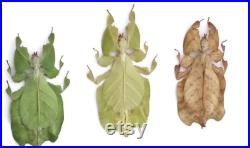 Lot de 3 insectes à feuilles encadrées Pulchriphyllium bioculatum d Indonésie, Taille de cadre A4