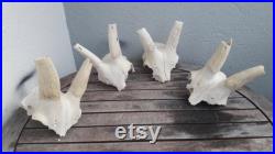 Lot de 4 massacres de Blesbok Lot de 4 massacres de Blesbok