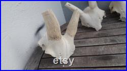 Lot de 4 massacres de Blesbok Lot de 4 massacres de Blesbok