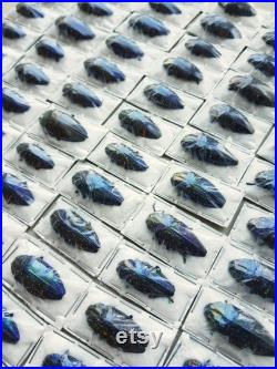 Lot de coléoptères Polybothris sumptuosa gemma en papillote, non préparés A1 (Insecte, entomologie, taxidermie)