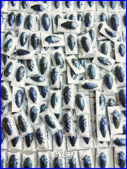 Lot de coléoptères Polybothris sumptuosa gemma en papillote, non préparés A1 (Insecte, entomologie, taxidermie)