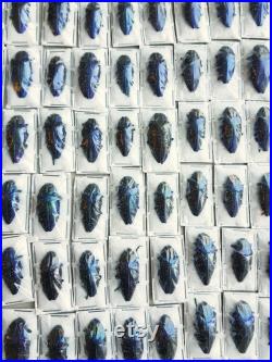 Lot de coléoptères Polybothris sumptuosa gemma en papillote, non préparés A1 (Insecte, entomologie, taxidermie)