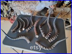 Lot de cornes d' Impala Aepyceros melampus