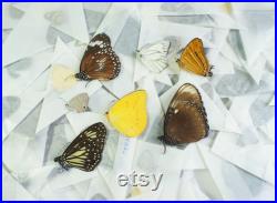 Lot de véritables papillons exotiques en papillote, non préparés A1 (Insecte, entomologie, taxidermie)