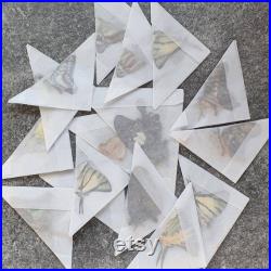 Lot of 10 butterfly from Indonesia UNMOUNTED quality A1, for taxidermy or art projects