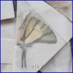 Lot of 10 butterfly from Indonesia UNMOUNTED quality A1, for taxidermy or art projects