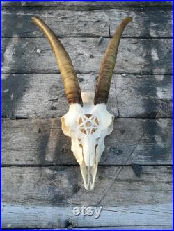MADE TO ORDER Real Jeune crâne de chèvre avec pentagramme pentacle gravé sculpture 666 idée cadeau maléfique pour petit ami ou petite amie gothique