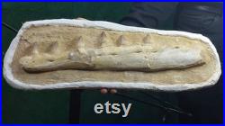 MOROCCAN Mosasaurus Jaw and Teeth Fossil 42 CM
