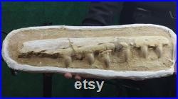 MOROCCAN Mosasaurus Jaw and Teeth Fossil 42 CM