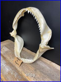 Mâchoire Requin Brachyurus Hauteur 31cm Largeur 34cm Profondeur 12cm