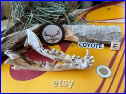 Mâchoire de Coyote