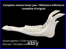 Mâchoire inférieure complète d'orignal Complete moose lower jaw