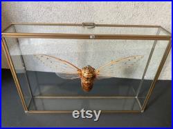 Magnifique Cigale Géante Pomponia envergure 20 cm de Malaisie naturalisée sous caisson 3D en verre et laiton -Cabinet Curiosité-Entomologie