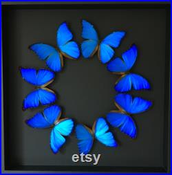 Magnifique Composition The Blue Sun de 7 papillons exotiques Morpho Didius du Brésil naturalisés sous cadre bois laqué noir 50cmx50cm