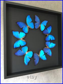 Magnifique Composition The Blue Sun de 7 papillons exotiques Morpho Didius du Brésil naturalisés sous cadre bois laqué noir 50cmx50cm
