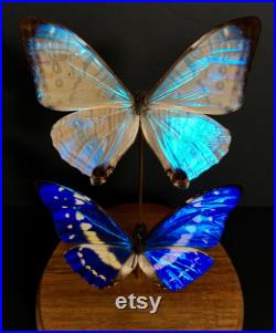 Magnifique Duo Papillons Exotiques Morpho Cypris et Sulkowskyi du Pérou sous globe Contemporain-Cabinet de Curiosités Entomologie