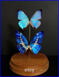 Magnifique Duo Papillons Exotiques Morpho Cypris et Sulkowskyi du Pérou sous globe Contemporain-Cabinet de Curiosités Entomologie