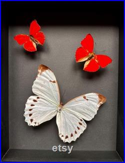 Magnifique Envol de 3 véritables papillons Morpho Luna du Pérou et Cymothoe Sangaris d'Afrique sous cadre noir.