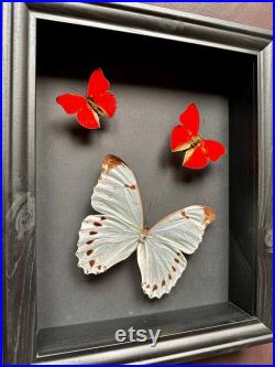 Magnifique Envol de 3 véritables papillons Morpho Luna du Pérou et Cymothoe Sangaris d'Afrique sous cadre noir.