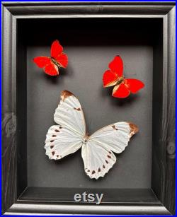 Magnifique Envol de 3 véritables papillons Morpho Luna du Pérou et Cymothoe Sangaris d'Afrique sous cadre noir.