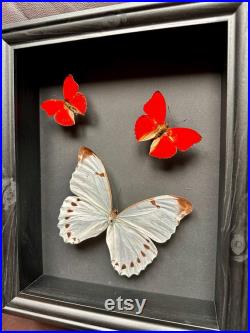 Magnifique Envol de 3 véritables papillons Morpho Luna du Pérou et Cymothoe Sangaris d'Afrique sous cadre noir.