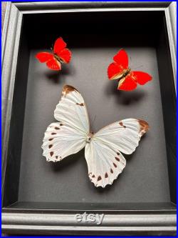 Magnifique Envol de 3 véritables papillons Morpho Luna du Pérou et Cymothoe Sangaris d'Afrique sous cadre noir.