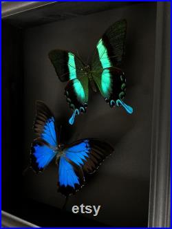 Magnifique Envol de papillons Ulysses et Blumei d'Indonésie sous cadre noir fond noir