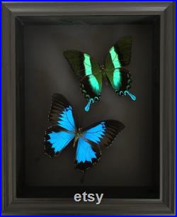 Magnifique Envol de papillons Ulysses et Blumei d'Indonésie sous cadre noir fond noir
