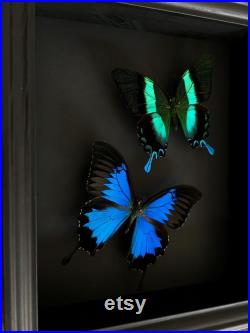 Magnifique Envol de papillons Ulysses et Blumei d'Indonésie sous cadre noir fond noir