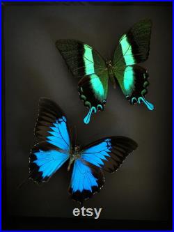 Magnifique Envol de papillons Ulysses et Blumei d'Indonésie sous cadre noir fond noir